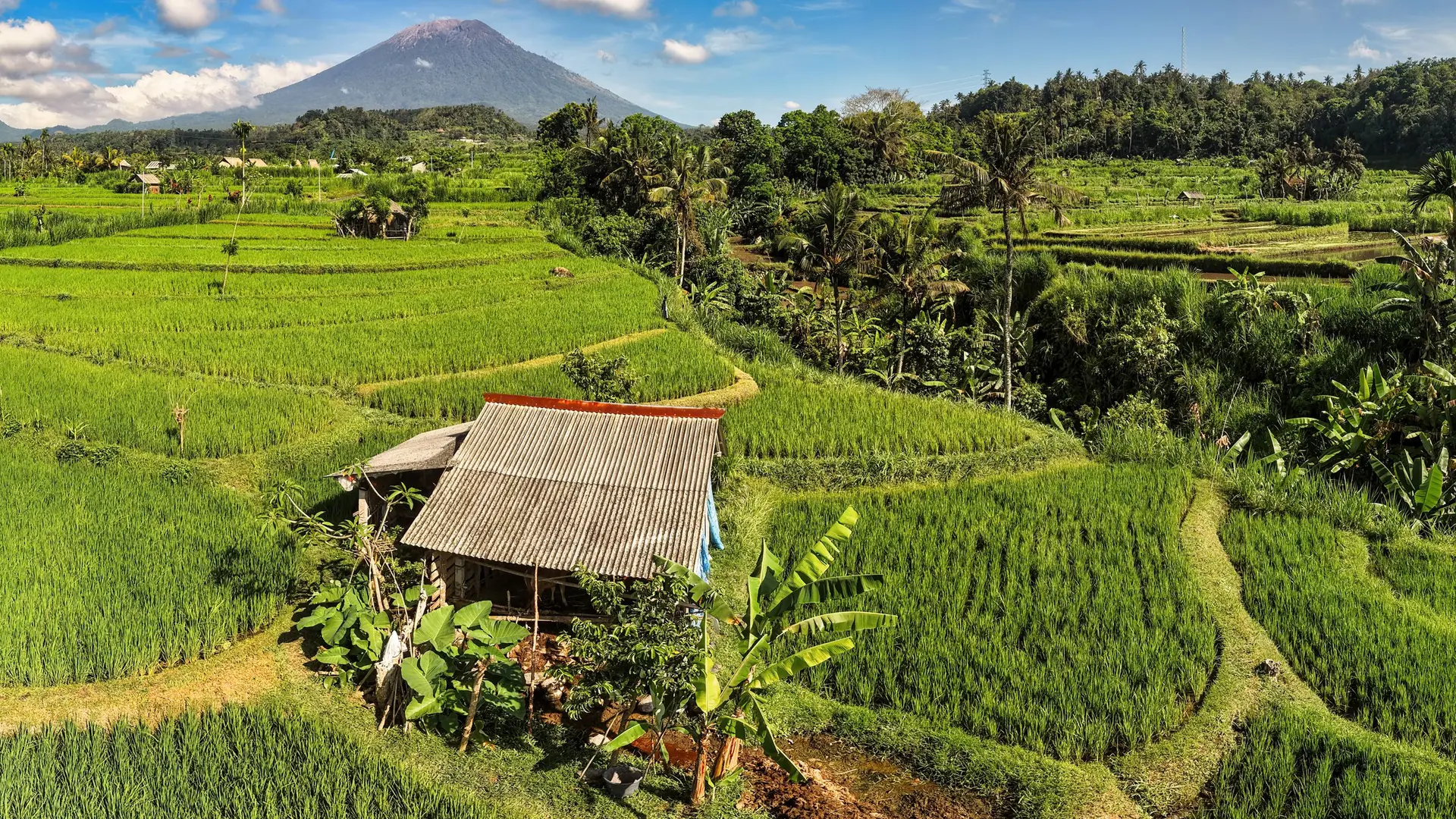 Rice terraces