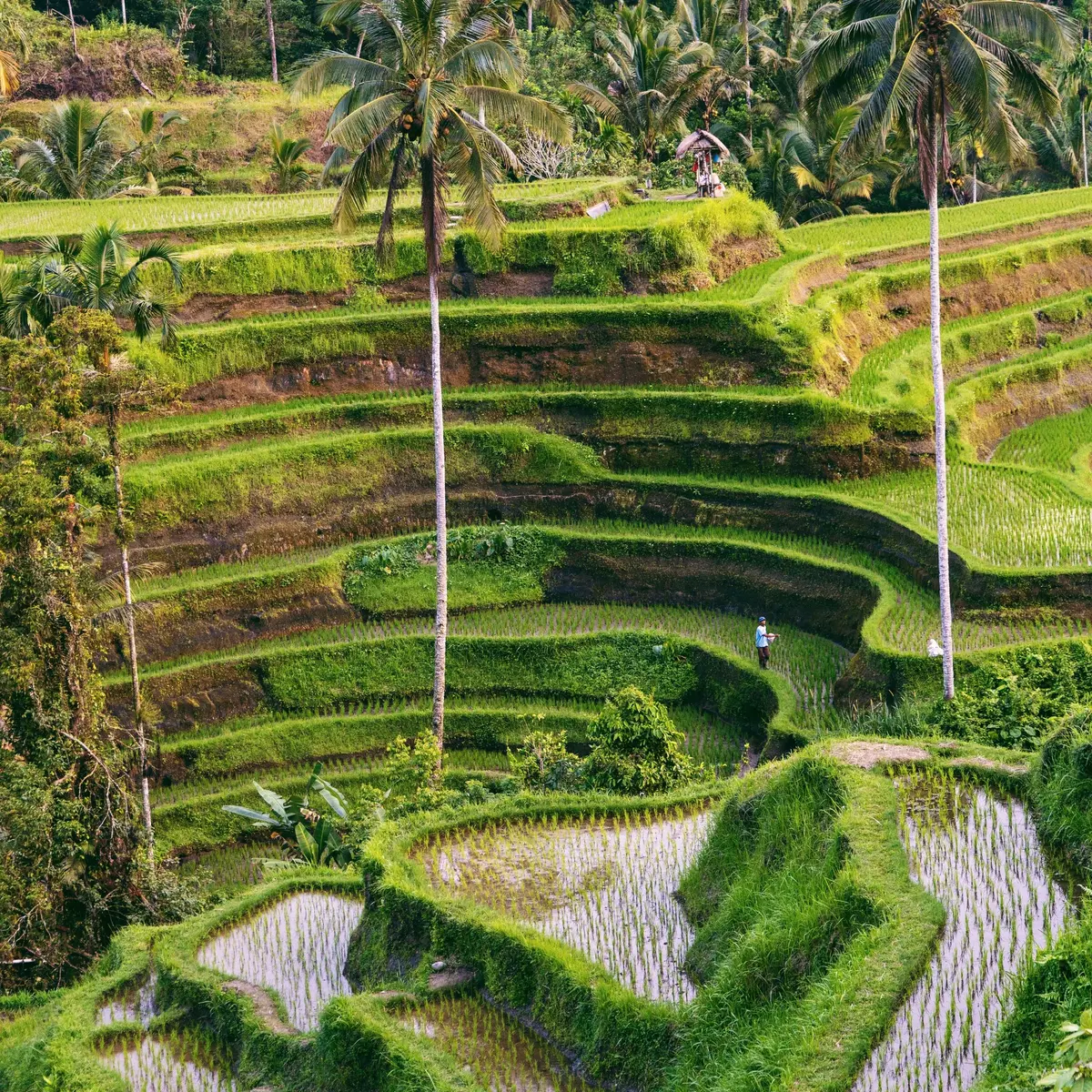 Rice terraces